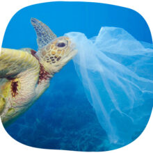 Association Zéro-Déchet & Biodiversité - Pollution Plastique - Education & sensibilisation à l'environnement - Actions éducatives Association Zéro-Déchet & Biodiversité - Pollution Plastique - Education & sensibilisation à l'environnement - Actions éducatives