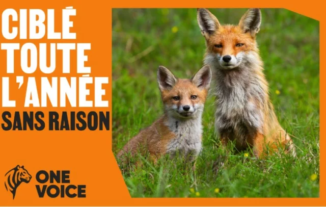 [UNE PETITION POUR SAUVER 500 000 RENARDS CHAQUE ANNEE]S'il vous, plait, signez cette pétition sur le site de l'Assemblée Nationale (lien en bio) https://petitions.assemblee-nationale.fr/initiatives/i-4583✅ Le renard aide à réduire le risque de maladie de Lyme, car il régule les rongeurs porteurs de tiques.
✅ Le renard ne menace pas l’agriculture ; au contraire, il dévore chaque année des milliers de rongeurs qui ravagent les cultures.Pourtant, il est toujours sur la liste des "espèces nuisibles", il peut donc être traqué, chassé, piégé, toute l'année. Aucun répit.Pourtant, le rôle écologique du renard est essentiel :
🌱 Il protège les cultures en régulant naturellement campagnols et mulots.
🦠 Il agit comme un charognard sanitaire, nettoyant carcasses et cadavres, évitant la propagation de maladies.
🌳 En mangeant fruits et baies, il disperse des graines, favorisant la biodiversité.👉 Les arguments pour le maintenir sur la liste des « espèces susceptibles d’occasionner des dégâts » (ESOD) ne reposent sur aucune base scientifique.
👉 L’ANSES (Agence nationale de sécurité sanitaire) elle-même affirme que le motif sanitaire ne justifie pas ce classement.